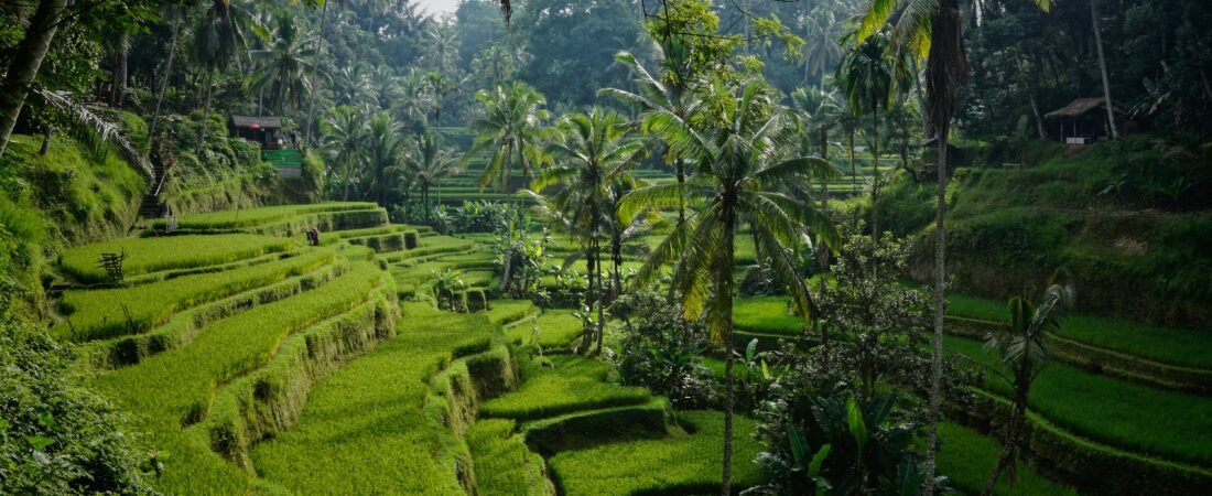 Staycation di Tengah Sawah Tegallalang, Ini yang Perlu Kamu Tahu