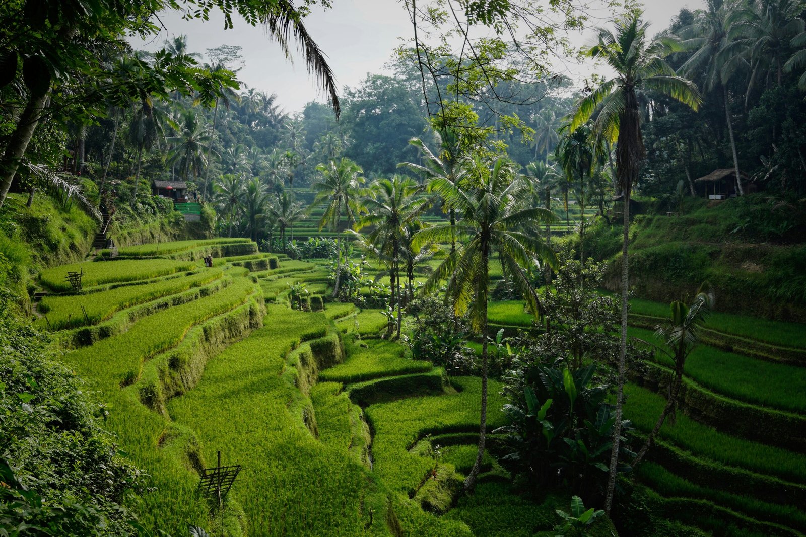 Staycation di Tengah Sawah Tegallalang, Ini yang Perlu Kamu Tahu